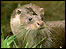 An otter