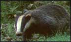 badgers