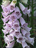 Foxgloves
