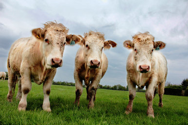 we three cows