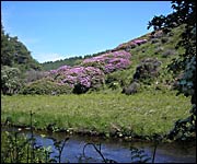 Badgworthy Water