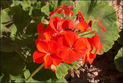 Flower picture by Christine Stibbards