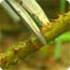 Pruning close up