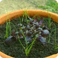 Purple basil and chives