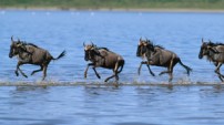 Wildebeest from the Nature Picture Library