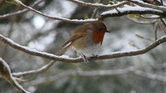 Rockin' robin...