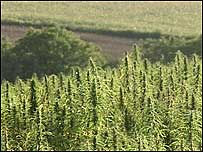 Hemp  field