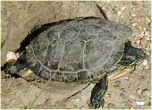 an image of a Red-eared Terrapin.
