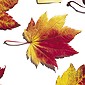 Deciduous