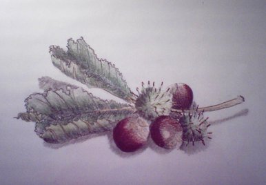 Conkers