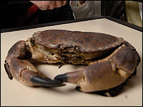 crab
