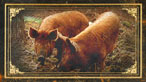 Pigs