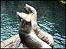 Seals