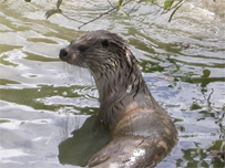 One of the otters