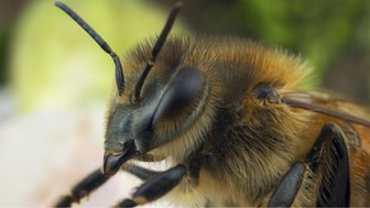 Honey bee close-up