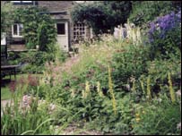 Carol's garden