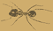 beetleface rules