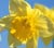 Daffodil