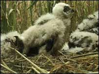 Montagu's Harrier chicks