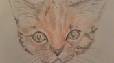 cat cat