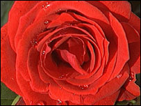 Red Rose 