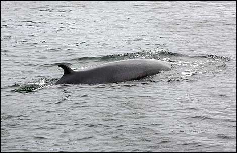 Minke Whale c/o PA Images