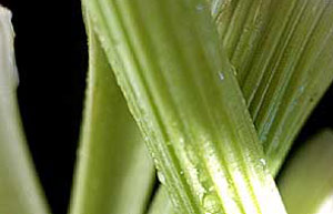 Celery
