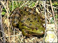 Marsh Frog (photo Les Harrison)