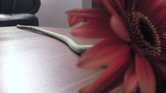 Flower on a table... Flower on a table...