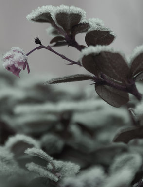 Crystalised Flower