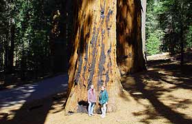 Giant Sequoia Tree