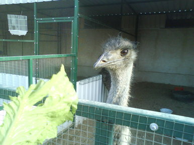 Ostrich