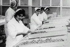 Workers at the Meltis factory