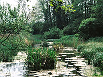 Flitwick Moor