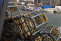 Potiau yn yr Harbwr