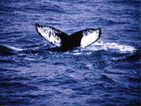 A whale in the Antarctic