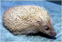 blond hedgehog