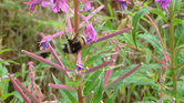 Bumble Bee