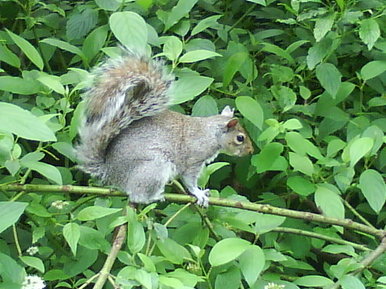 Squirrel in Chester
