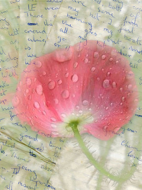 Pink Poppy & Letters from War
