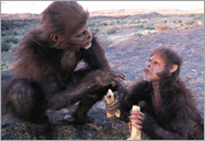 Homo habilis