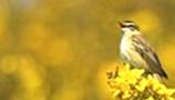 Sedge Warbler, copyright owned by RSPB.