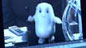Watch: Making The Adipose