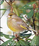 Greenfinch (RSPB-images.com)