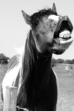 Neigh