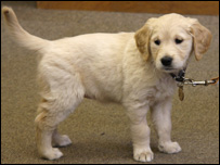 Darcy the Guide Puppy at 7 weeks