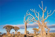 Quiver Tree Forest, Namibia 