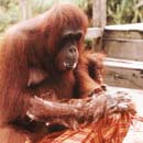 Orangutan washing clothes