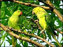 Parakeets