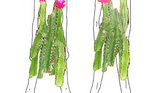 Cacti Dress Cacti Dress